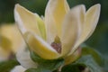 Magnolia yellow bird, close-up of inflorescence